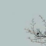 About a Poem: Carole Glasser Langille on Czeslaw Milosz’s “Love”